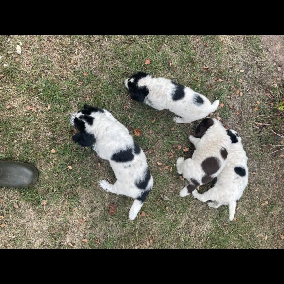 Sprocker Spaniel