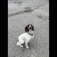 Sprocker Spaniel
