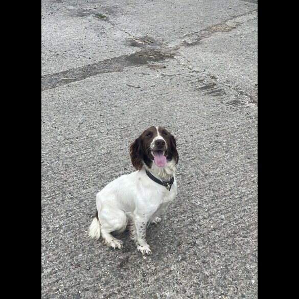 Sprocker Spaniel