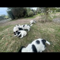 Sprocker Spaniel