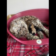 Cockapoo