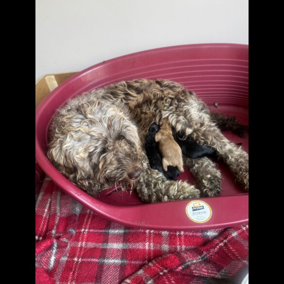 Cockapoo