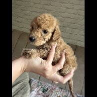 Cockapoo