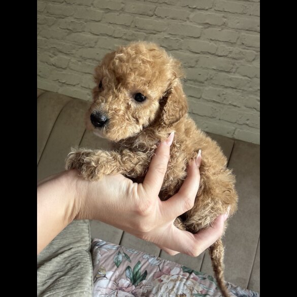 Cockapoo
