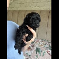 Cockapoo