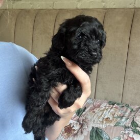 Cockapoo