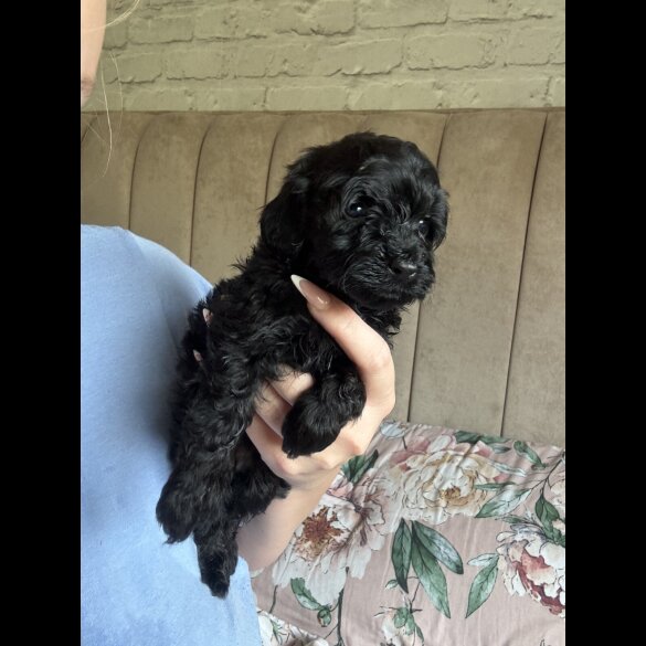 Cockapoo