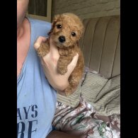 Cockapoo