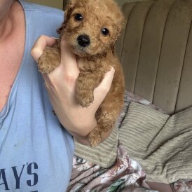Cockapoo