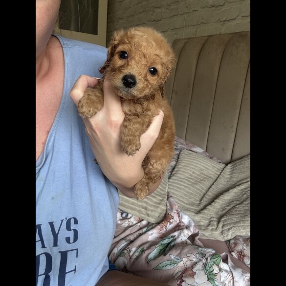 Cockapoo