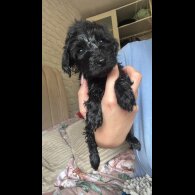 Cockapoo