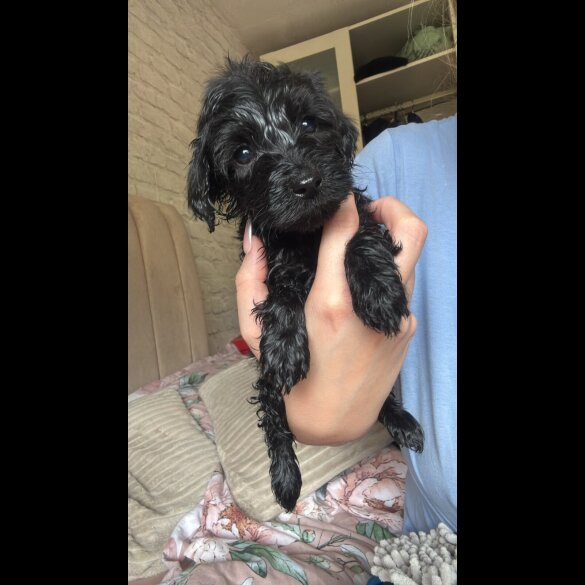 Cockapoo