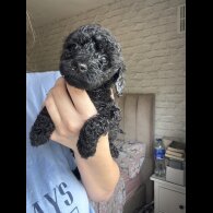Cockapoo