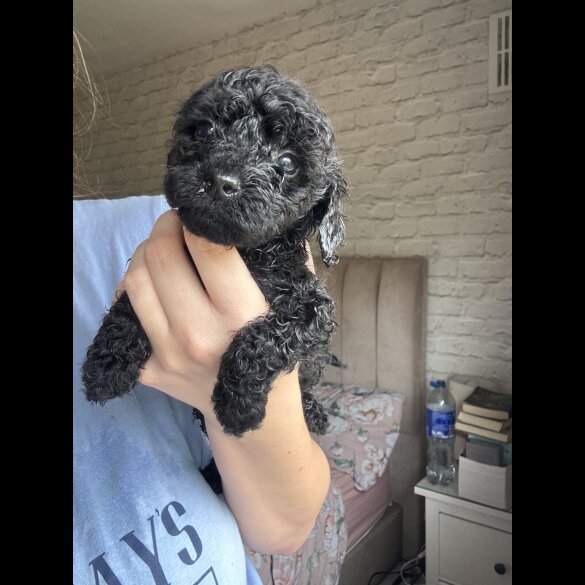Cockapoo