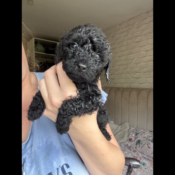 Cockapoo