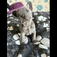 French Bulldog