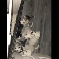 Siberian Husky