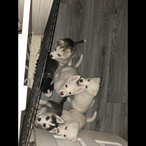 Siberian Husky