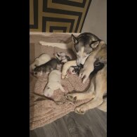 Siberian Husky