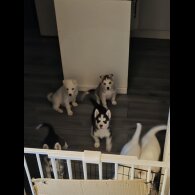 Siberian Husky