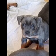 Staffordshire Bull Terrier