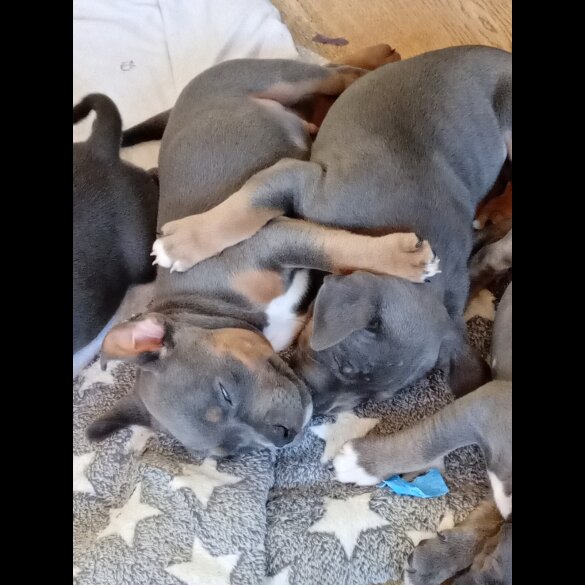 Staffordshire Bull Terrier