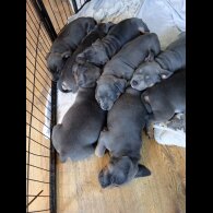 Staffordshire Bull Terrier