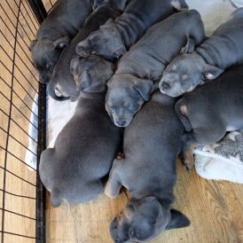 Staffordshire Bull Terrier
