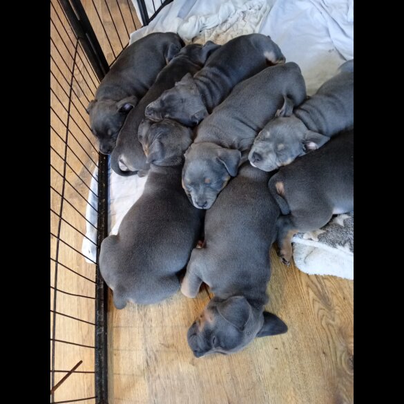 Staffordshire Bull Terrier