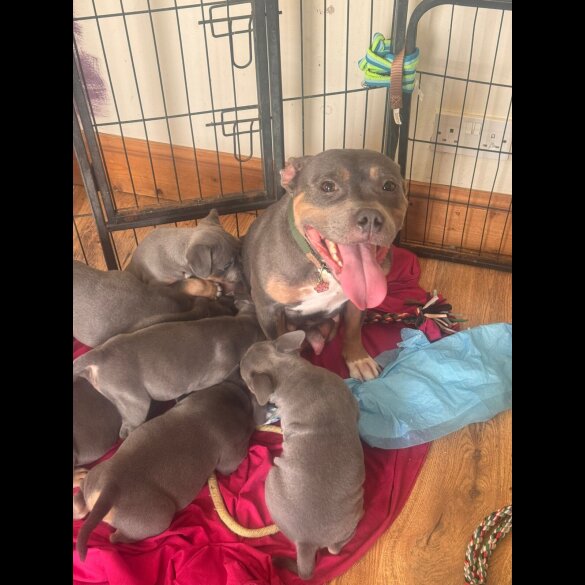 Staffordshire Bull Terrier