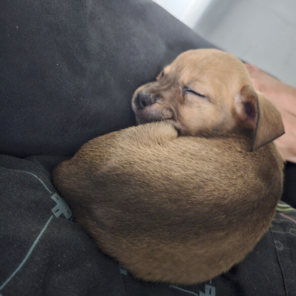 Cane Corso