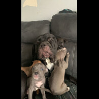 Cane Corso