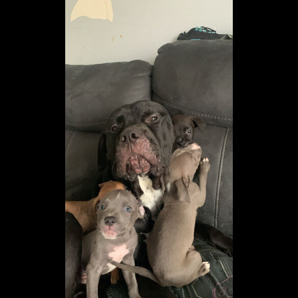 Cane Corso