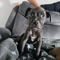 Cane Corso