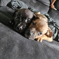 Cane Corso