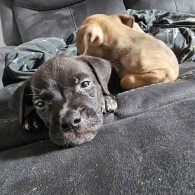 Cane Corso