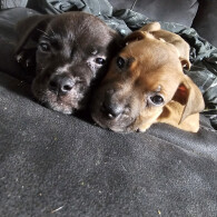 Cane Corso