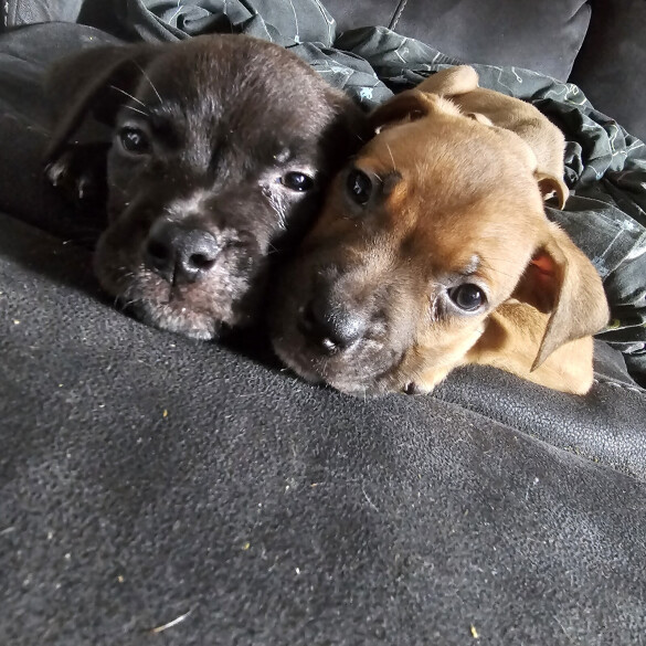 Cane Corso