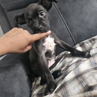 Cane Corso