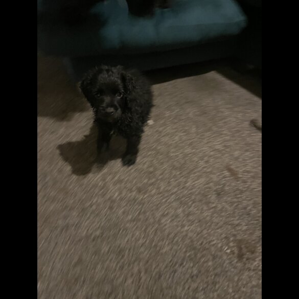 Cockapoo