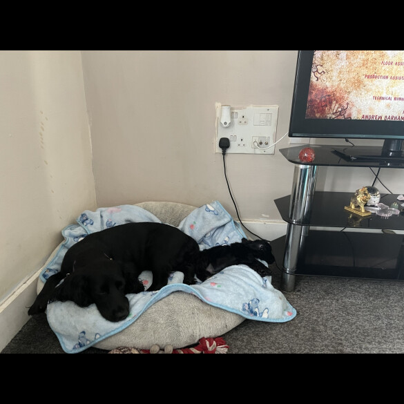 Cockapoo