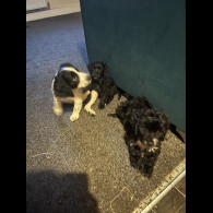 Cockapoo