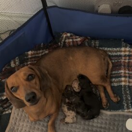 Dachshund (Smooth Haired)