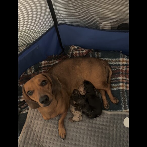 Dachshund (Smooth Haired)