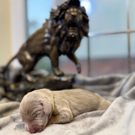 Weimaraner