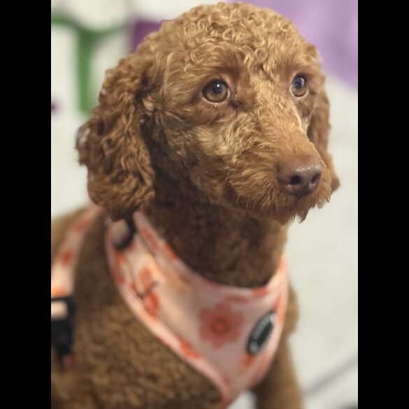 Miniature Poodle - Bitches