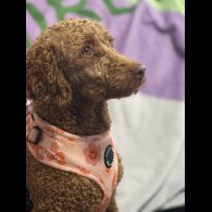 Miniature Poodle - Bitches