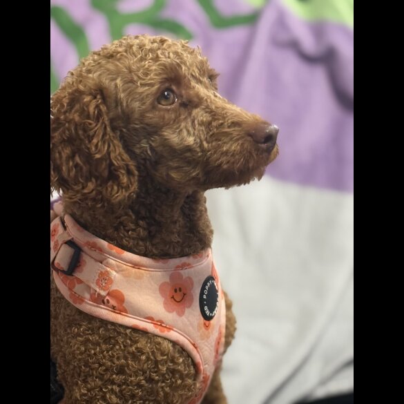 Miniature Poodle - Bitches