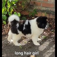 Akita - Dogs