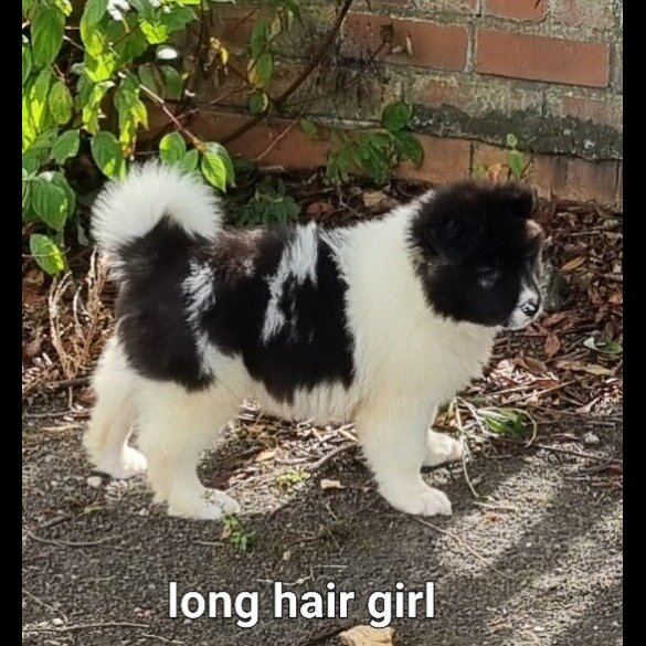 Akita - Dogs